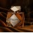 Rasasi Diamonte Divine Pour Femme EDP 100ml OP447178